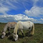 Ponys in der Heide