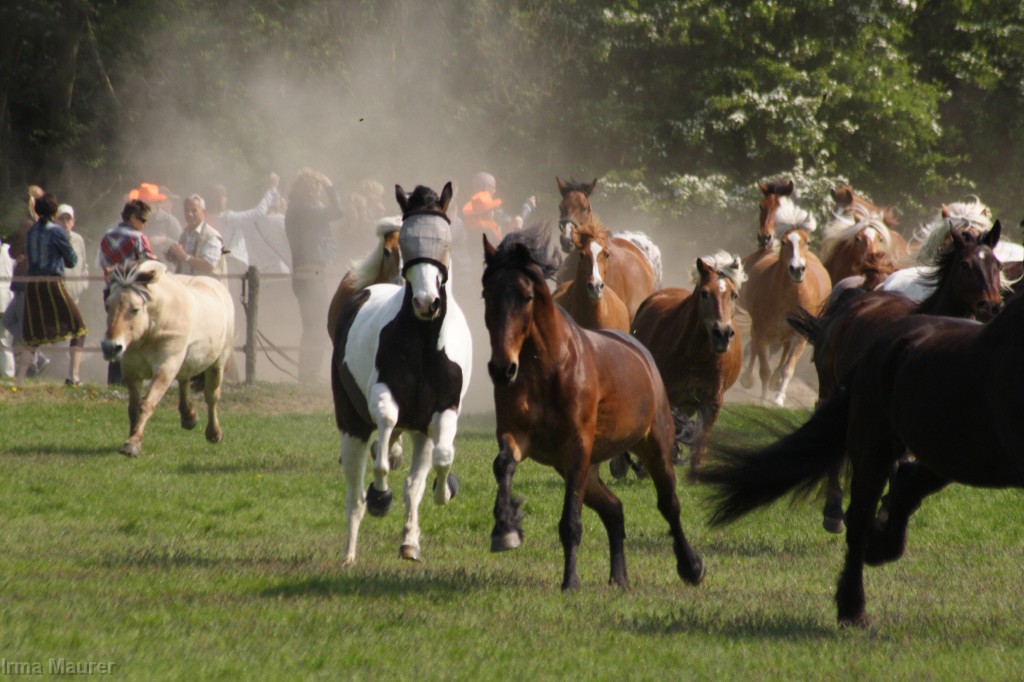 pony's naar het land