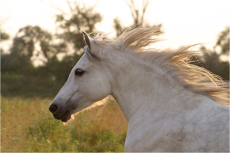 Ponystute Daisy