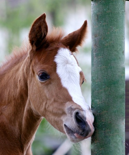 Ponystutfohlen