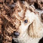 Poodle in the fern