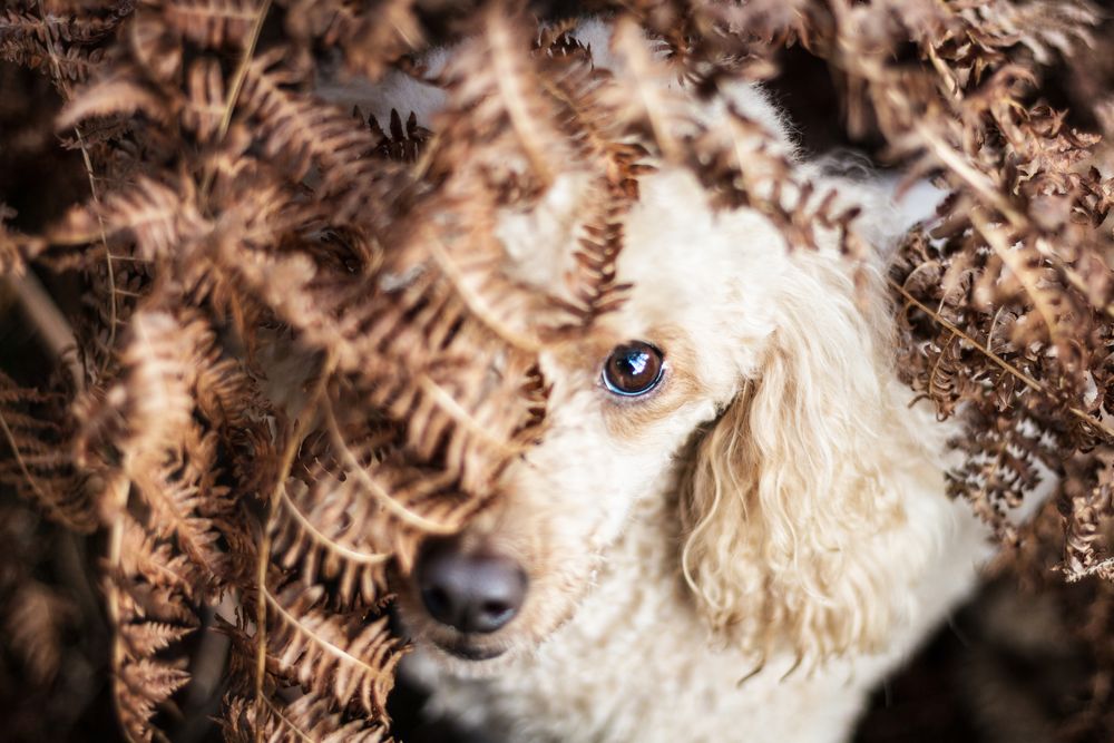 Poodle in the fern