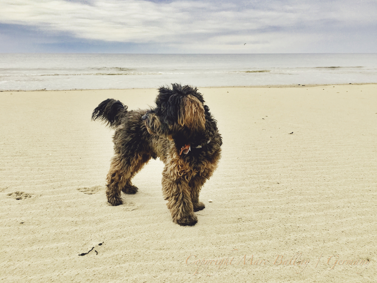 Pooh am Nordseestrand