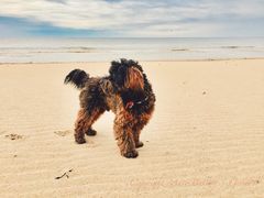 Pooh am Nordseestrand