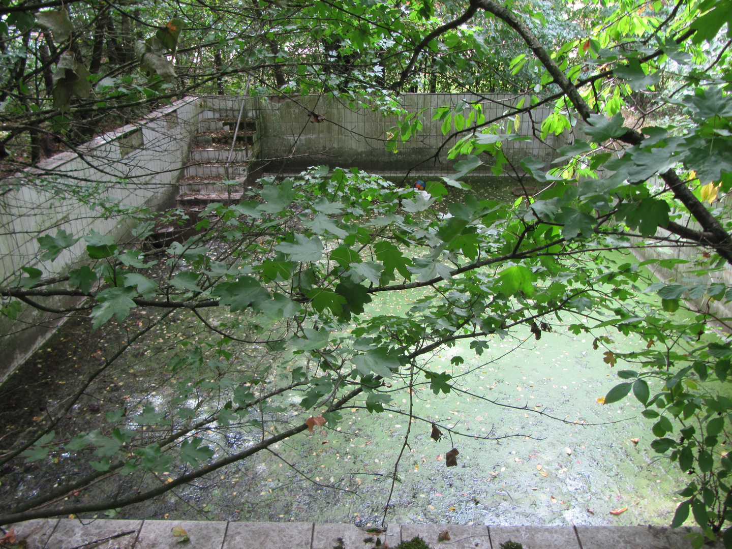 Pool am Wald