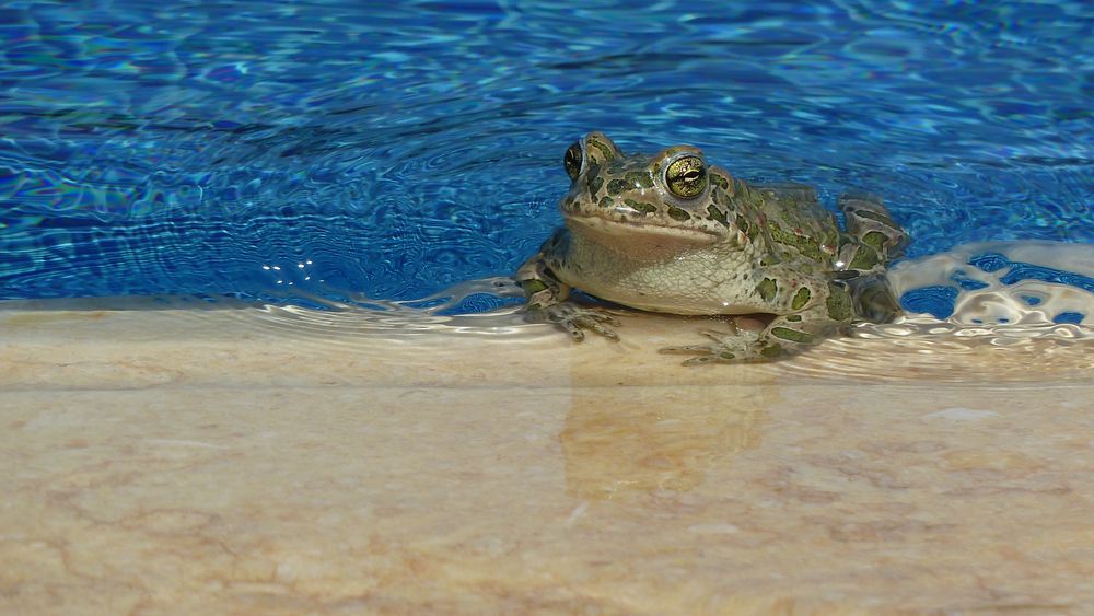 Pool-Frosch