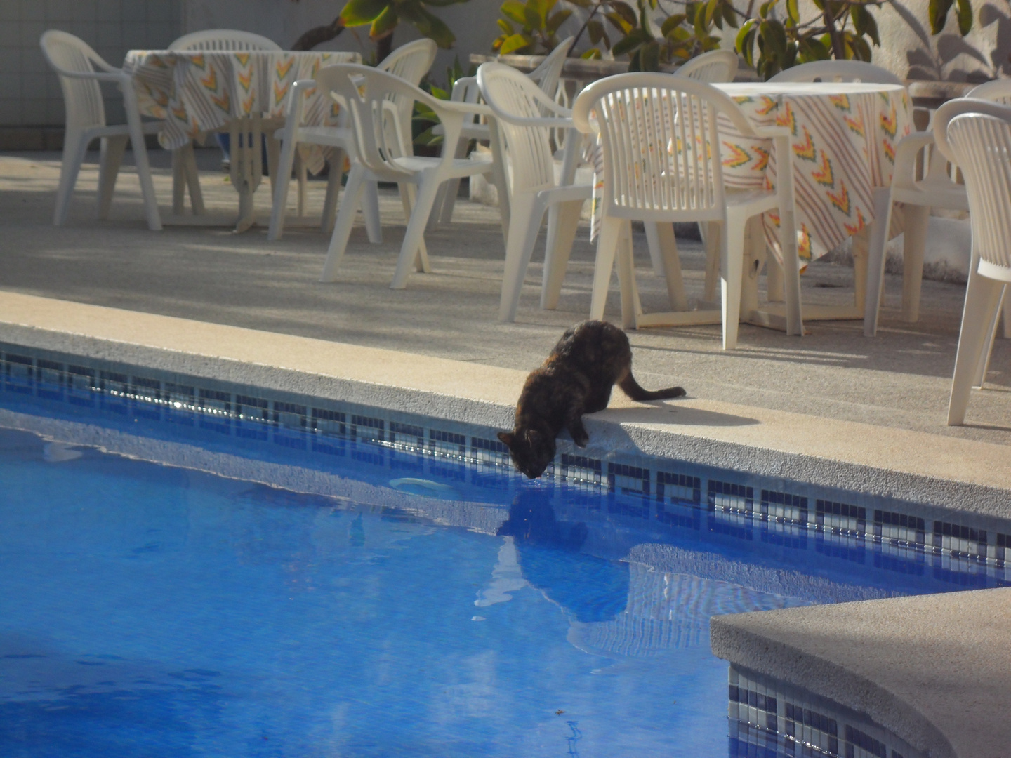 Pool-Katze