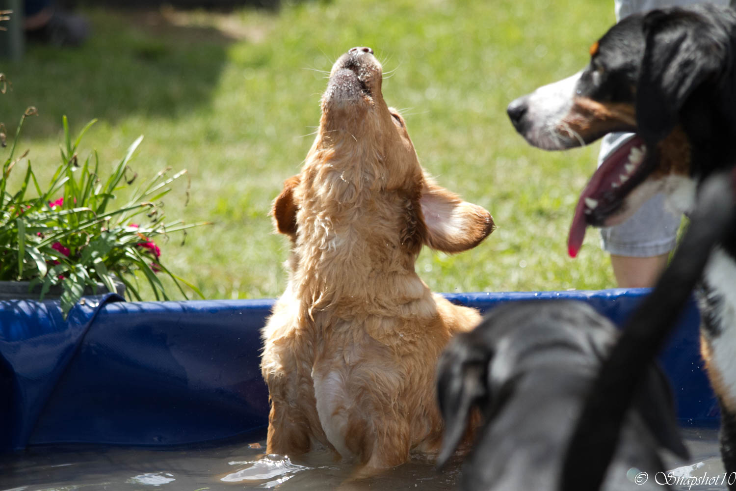 Pool-Party - Alle singen mit!