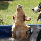 Pool-Party - Alle singen mit!