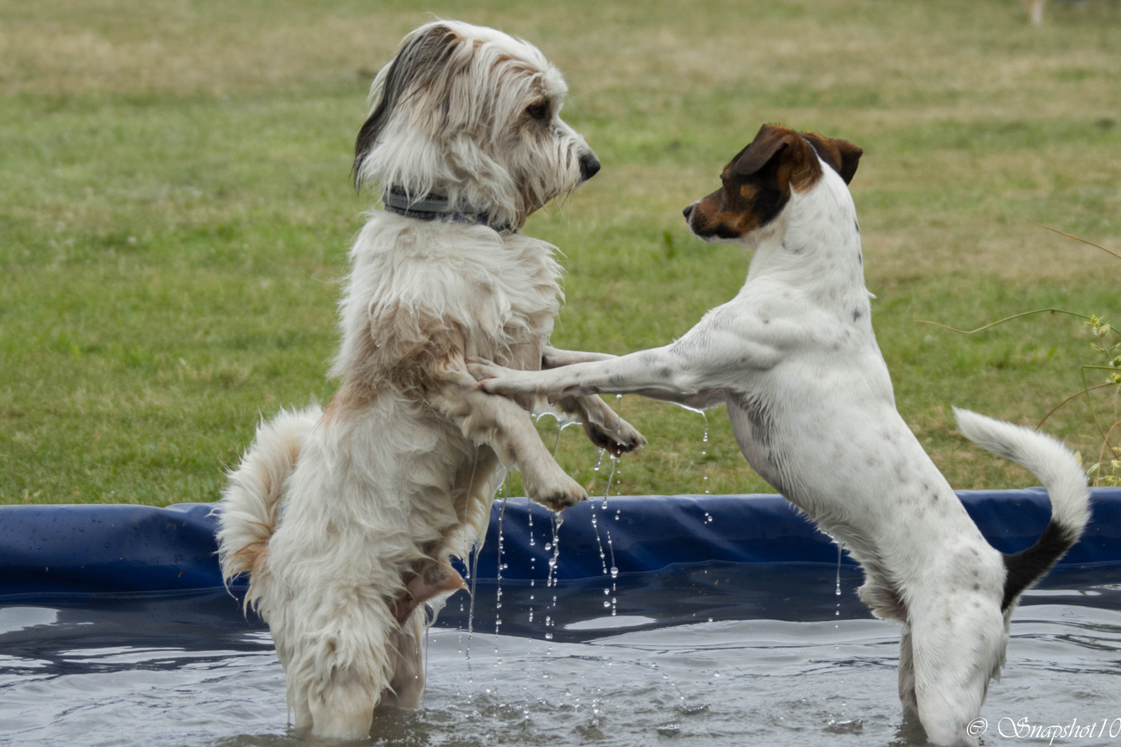 Pool-Party...