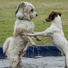 Pool-Party...