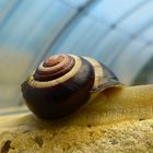 Pool-Schnecke