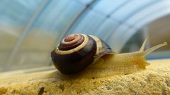 Pool-Schnecke