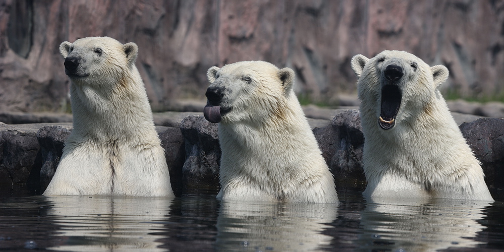 Poolbär