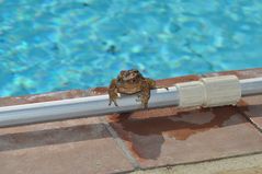 Poolboy