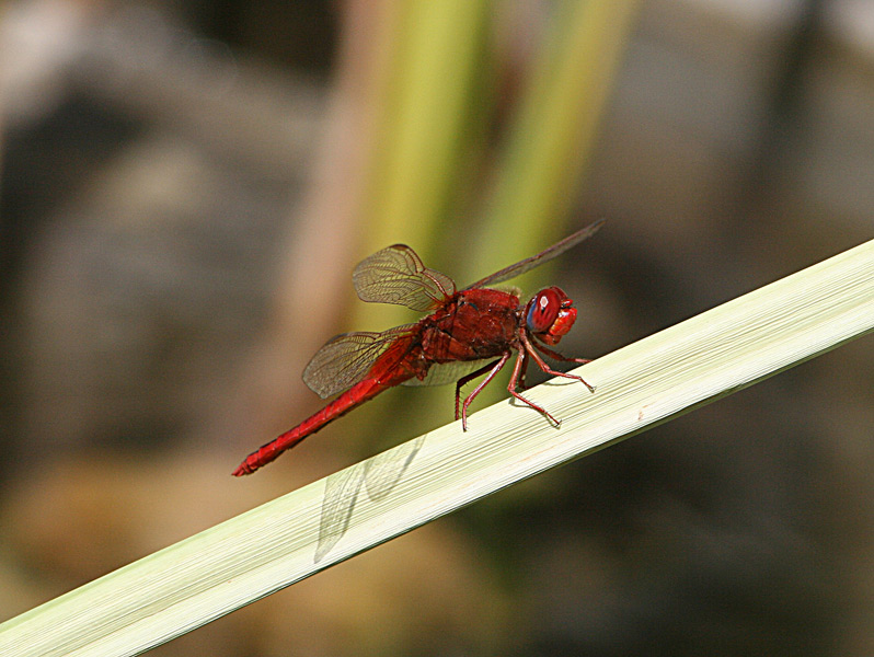 Poolgäste: Eine rote Libelle