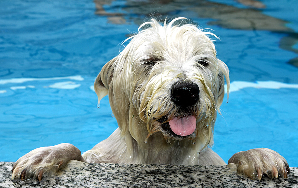 Poolgang mit Monty