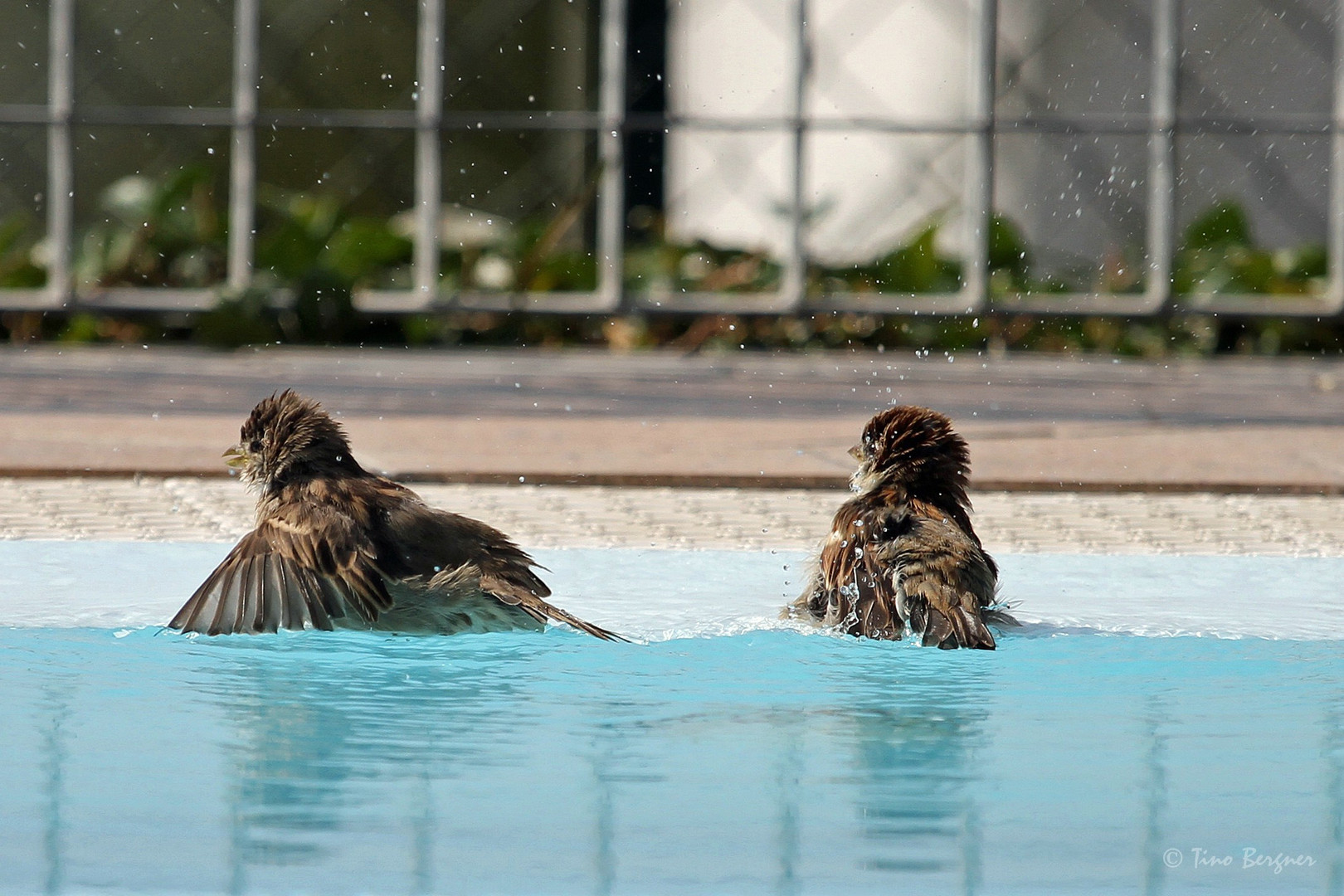 Poolspatzen