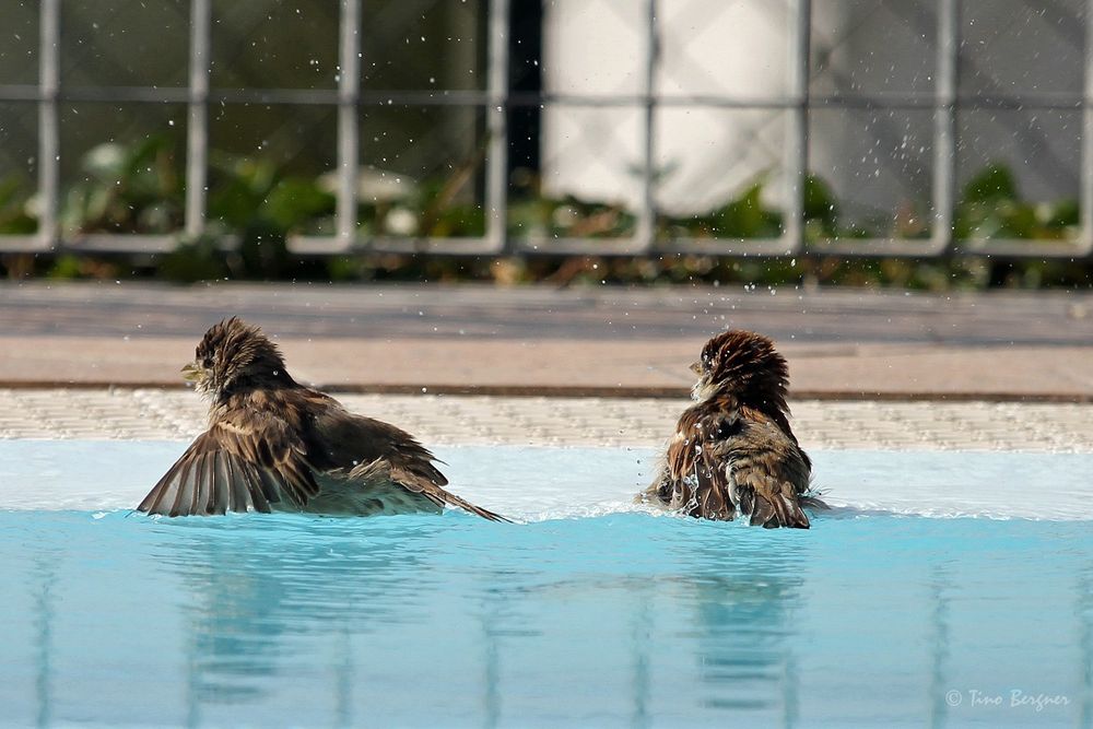 Poolspatzen