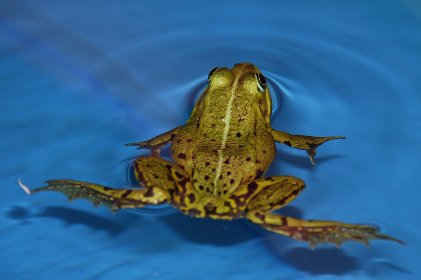 "Pooltime"