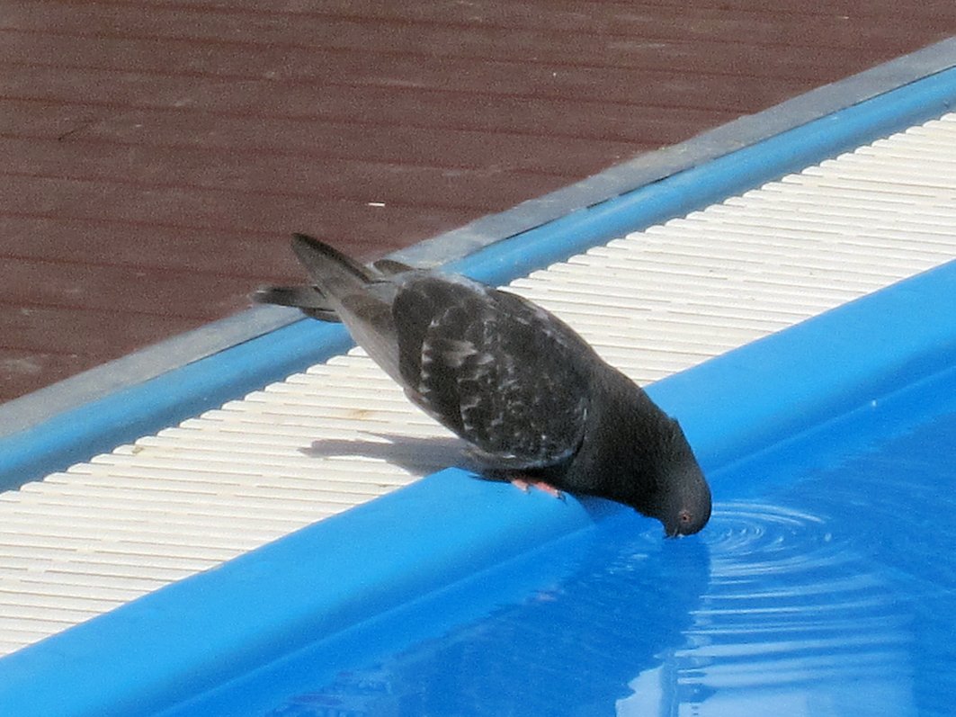 Poolwasser vom Hotel in tel-Aviv schmeckt sehr gut