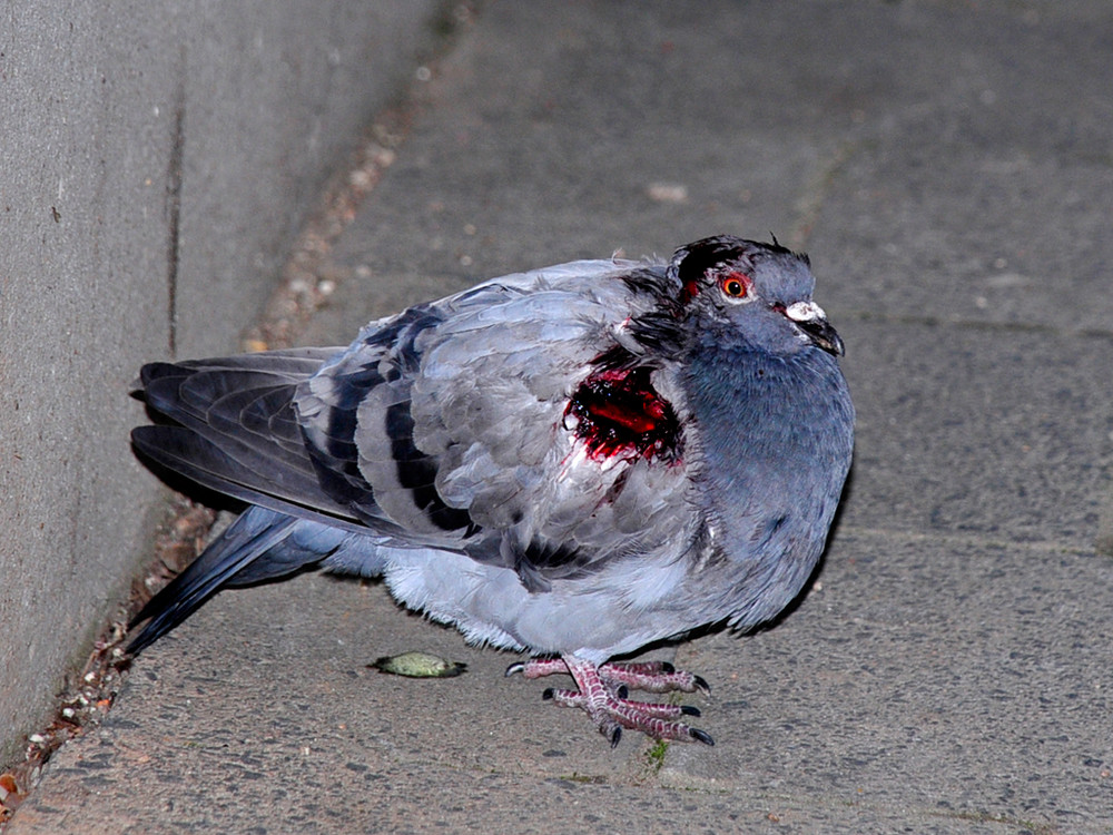 poor pigeon