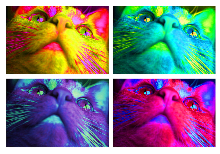 Pop Art Cat