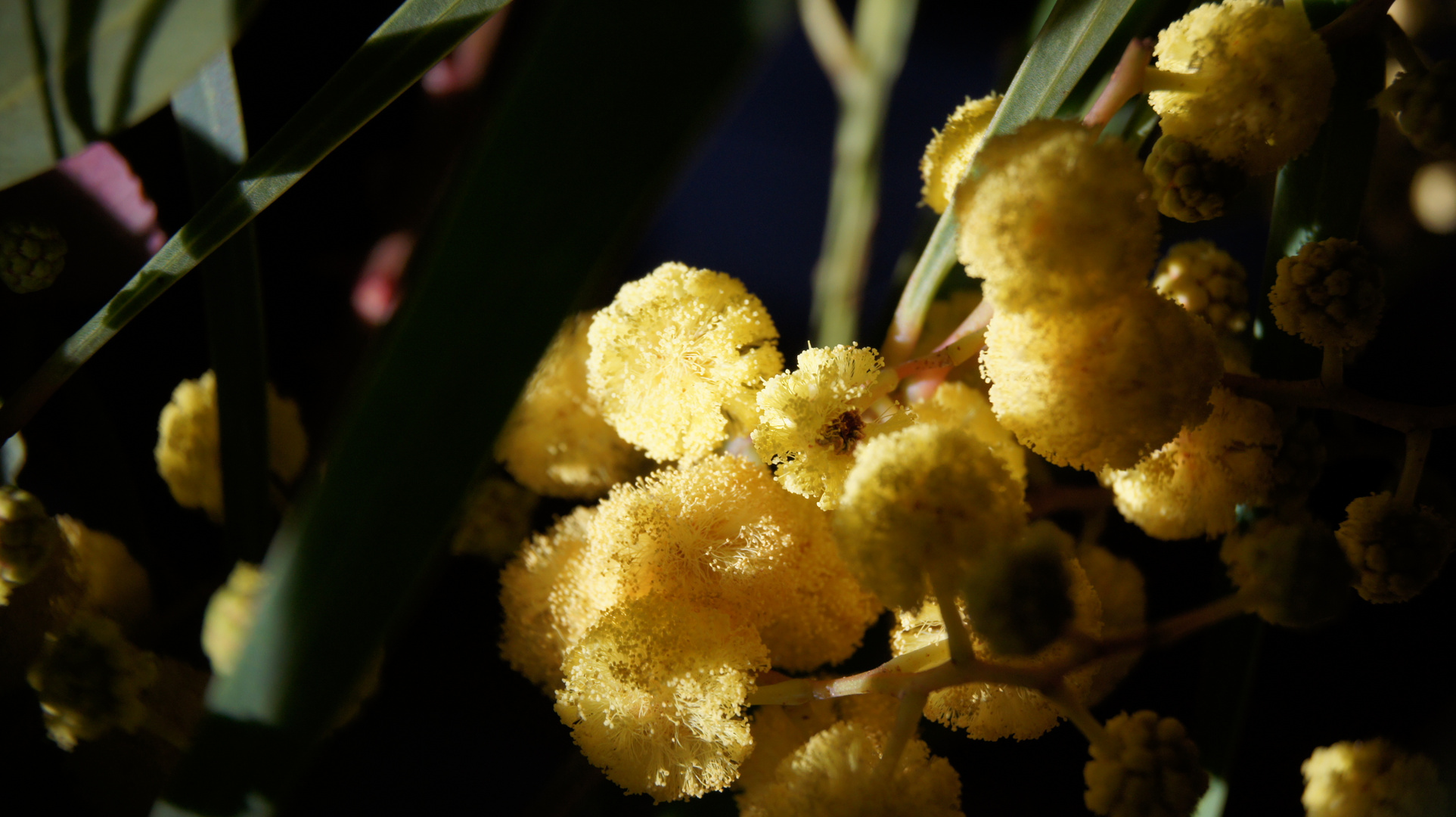 pop corn mimosa