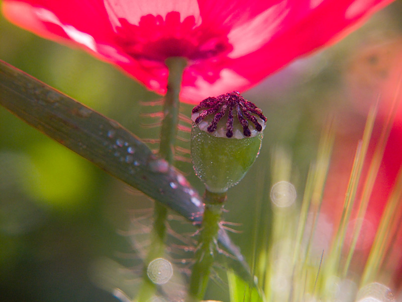 Pop-Mohn