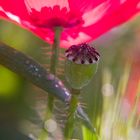 Pop-Mohn