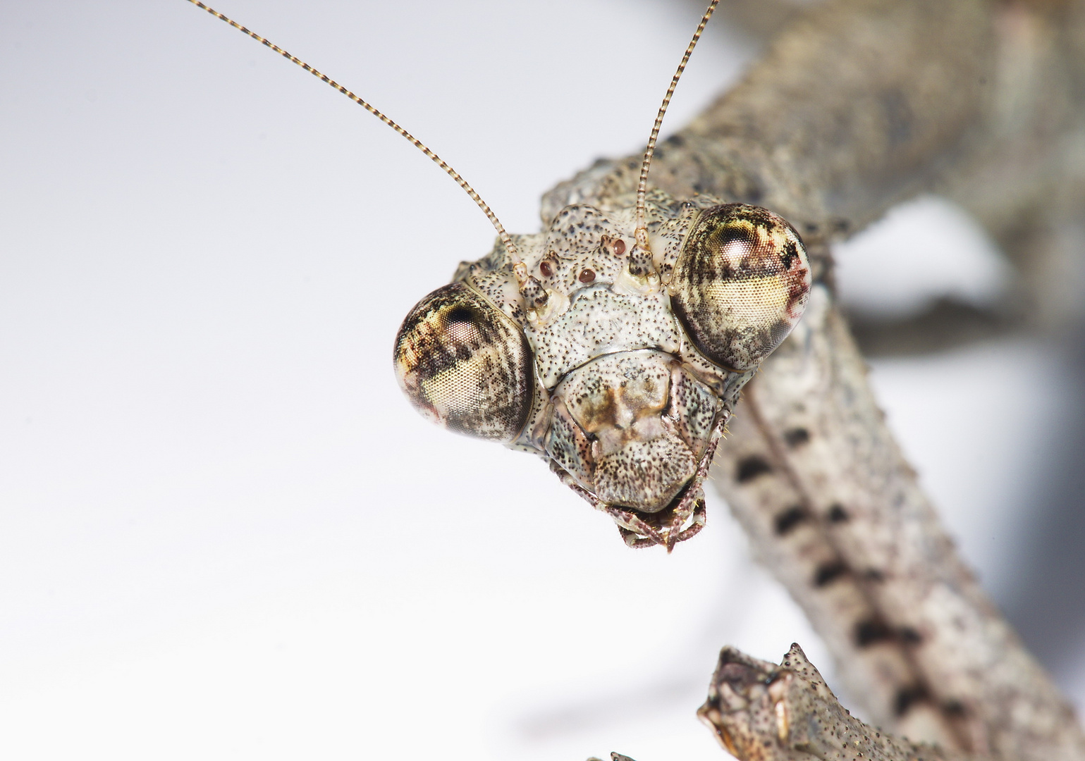 Popa Spurca Crassa Portrait