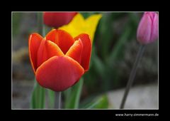 Popart im Garten