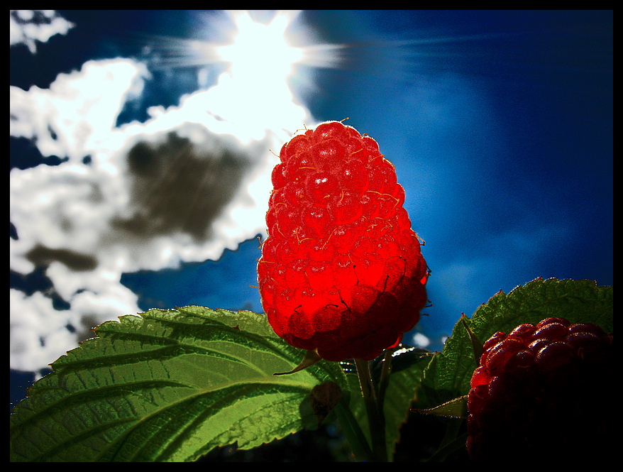 PopArt im Garten