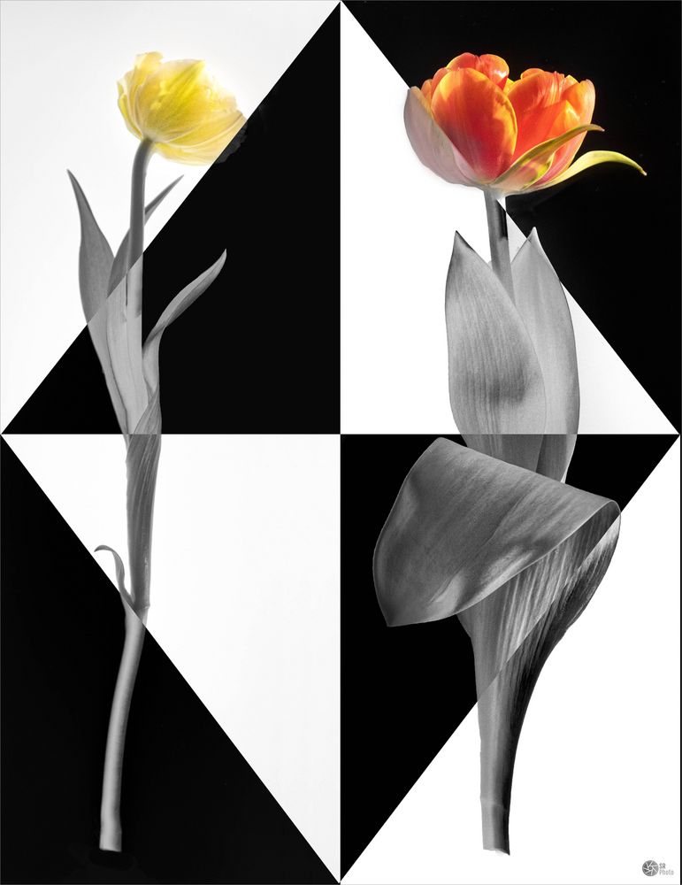 PopArt Tulpen