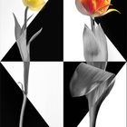 PopArt Tulpen