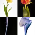 PopArt Tulpen