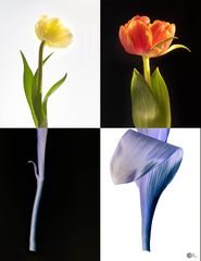 PopArt Tulpen