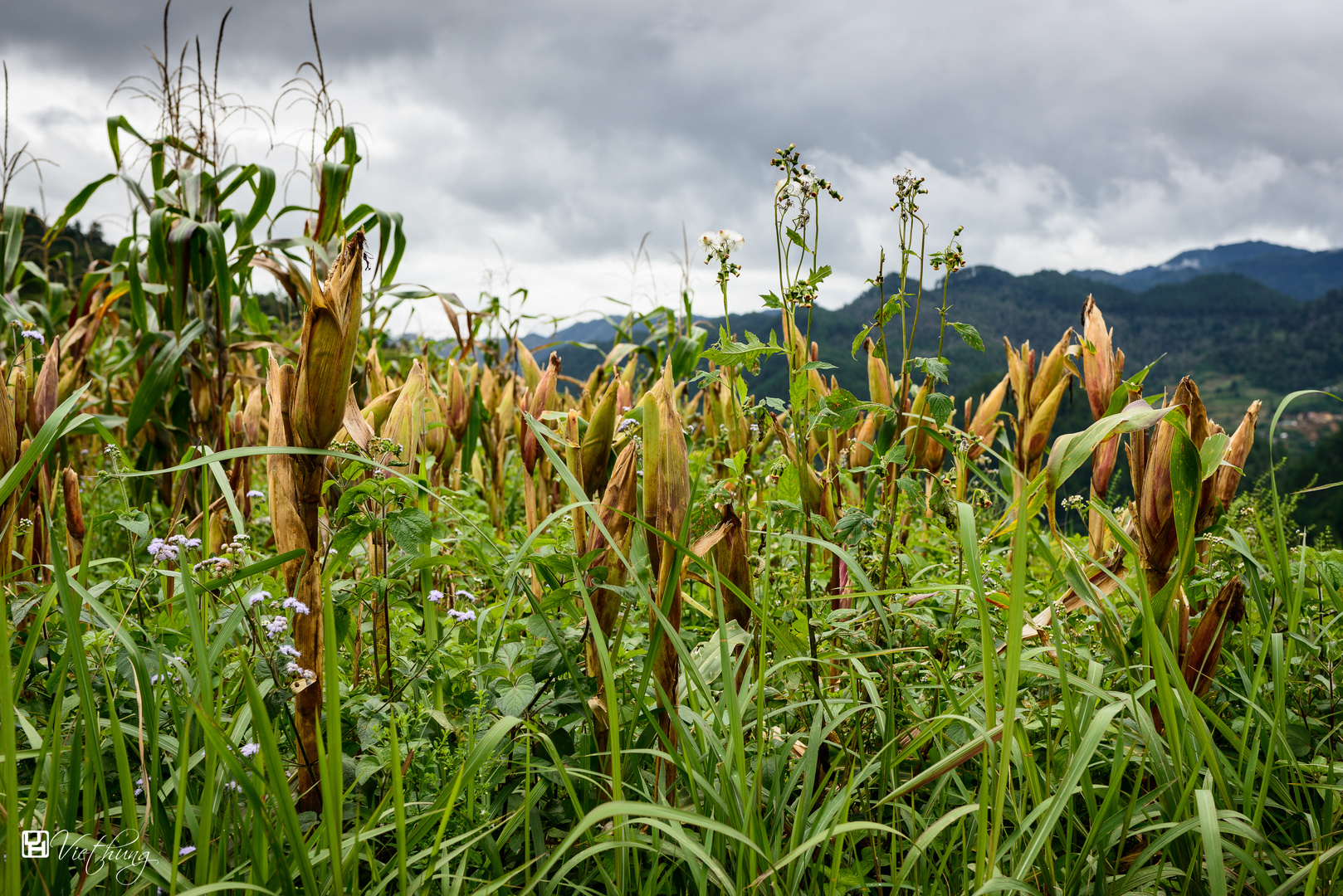 Popcorn field