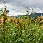 Popcorn field