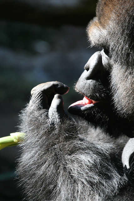 popelnder Gorilla