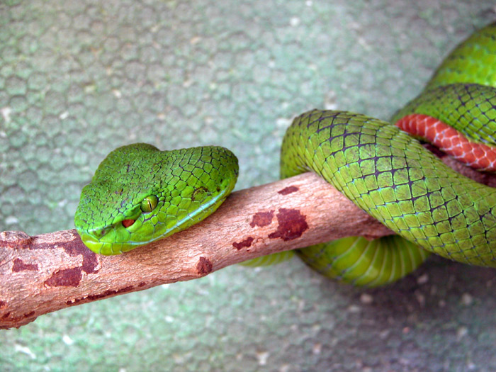 Pope's Pit Viper Trimeresurus popeiorum