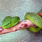 Pope's Pit Viper Trimeresurus popeiorum