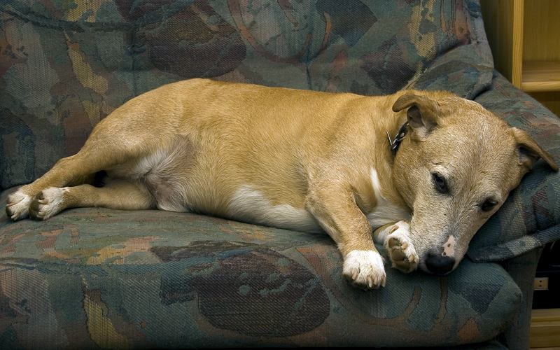 Schlafen Hunde Mit Offenen Augen Captions Imajinative