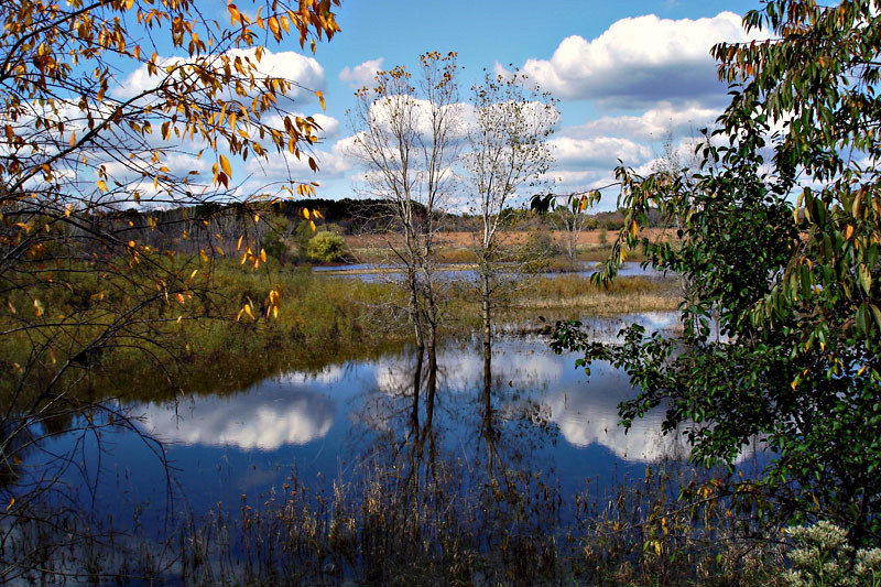 Poplar Creek Marshes