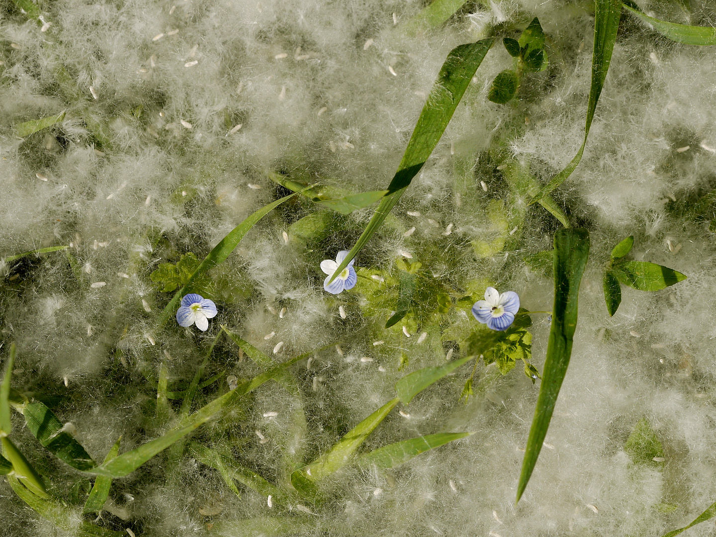 Poplar fluff