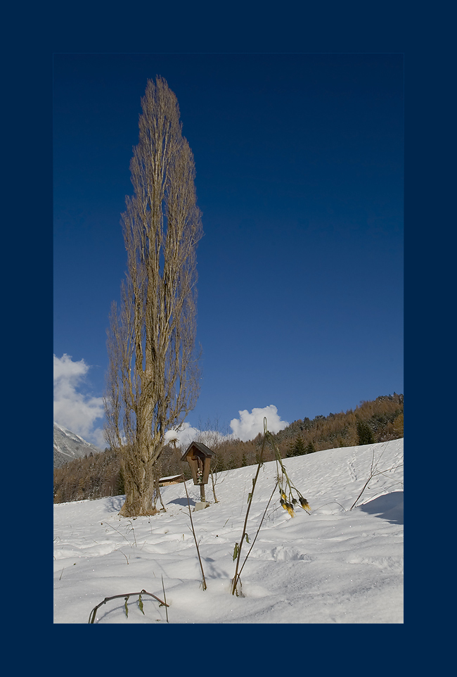 poplar in the sun | nackte pappel