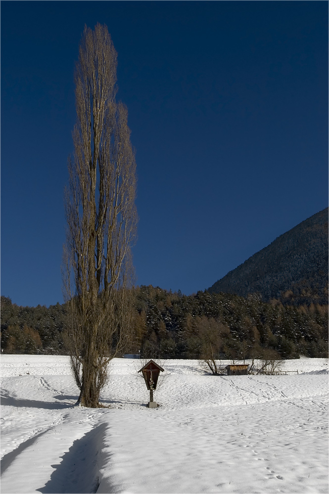 poplar in the sun | pappel im sonnenbad