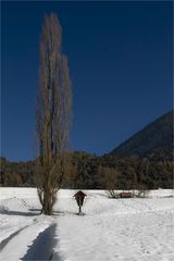 poplar in the sun | pappel im sonnenbad