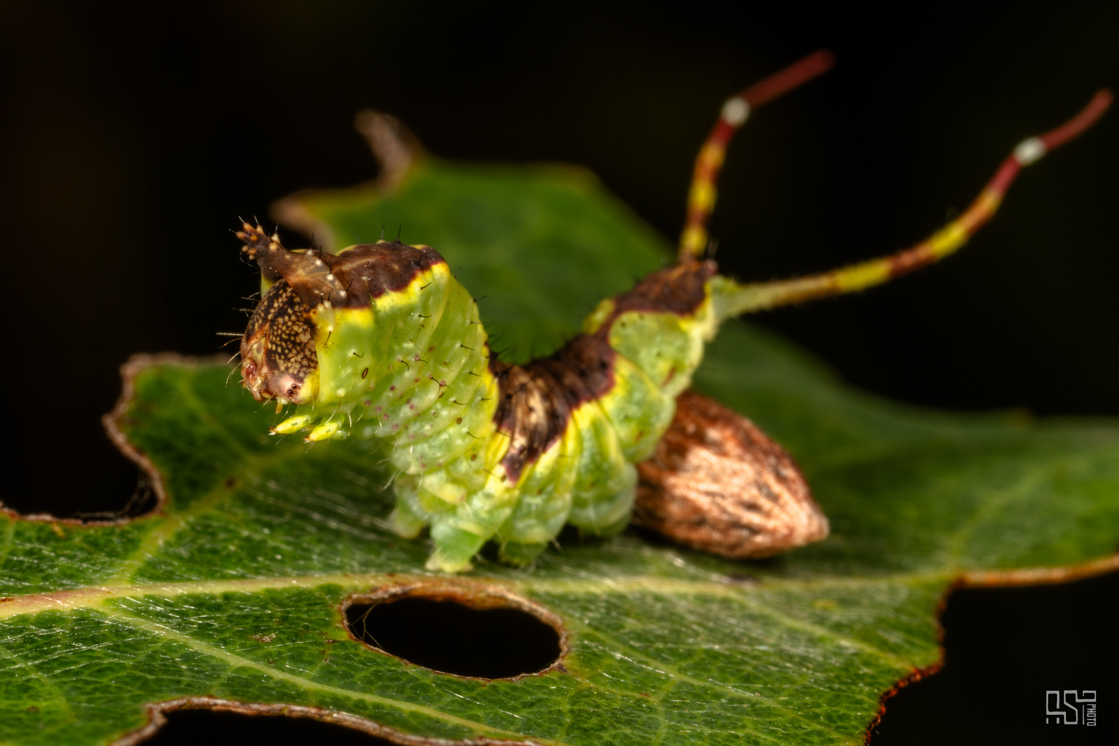 Poplar Kitten