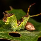 Poplar Kitten